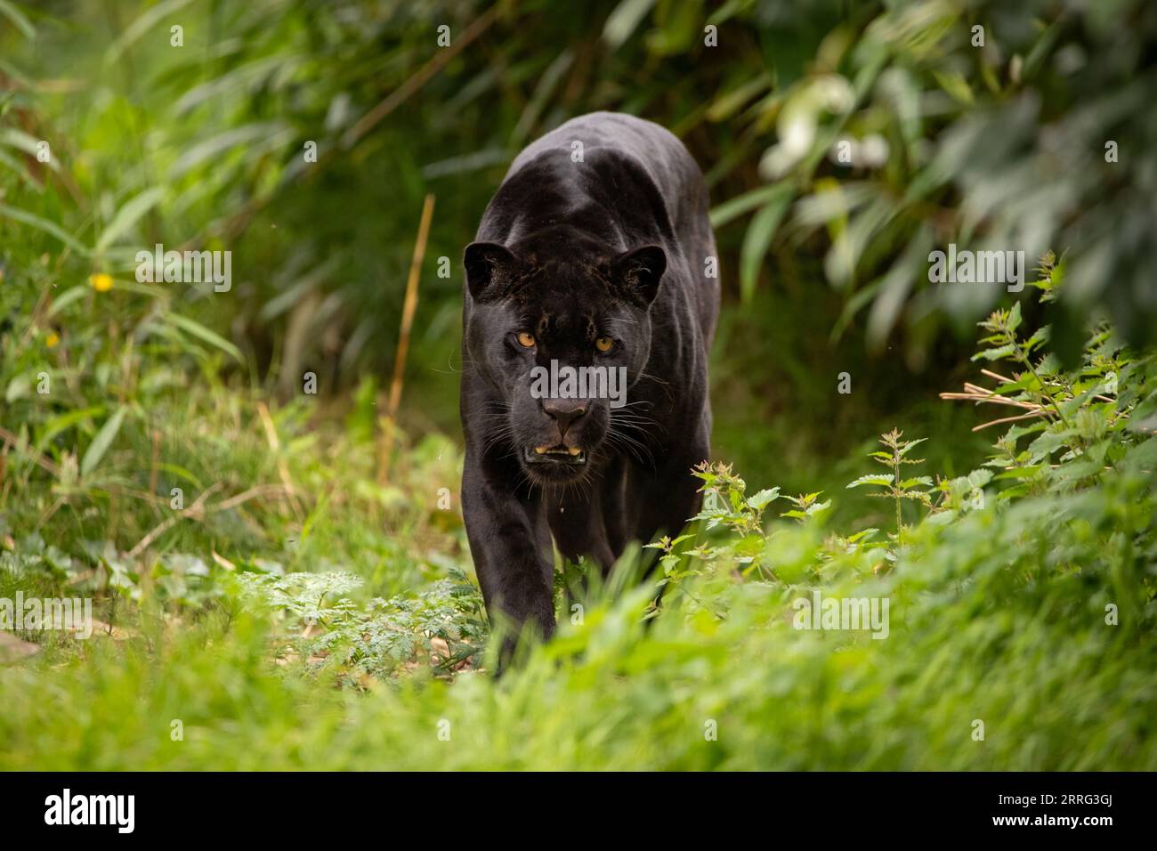 Inkas Incredible coloring in mostra al sole CHESTER ZOO, INGHILTERRA RARI FILMATI mostrano un giaguaro nero melanico che si prende da mangiare con una dose di divertimento Foto Stock