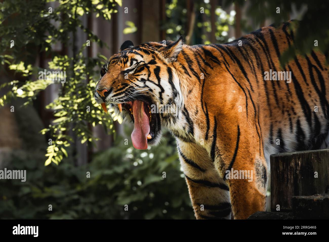 Tigre sbadigliante allo zoo di Praga, Repubblica Ceca Foto Stock