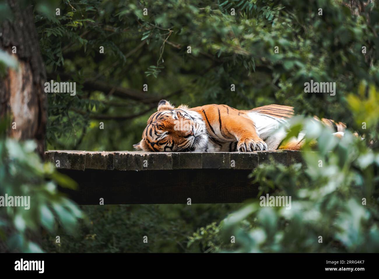 Tigre addormentata allo zoo di Praga, Repubblica Ceca Foto Stock