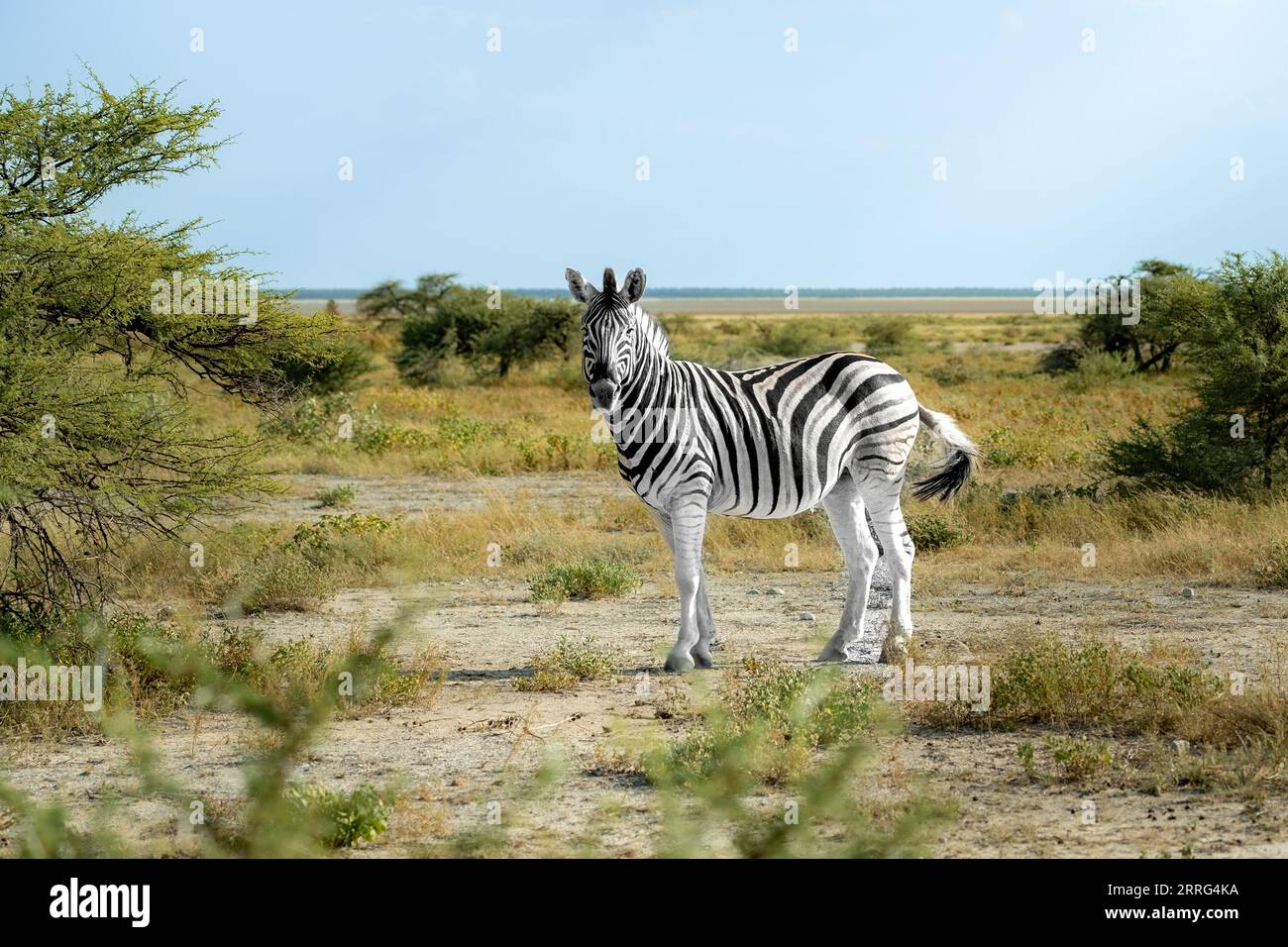 Zebra nel Parco Nazionale di Etosha, con il fotografo Foto Stock