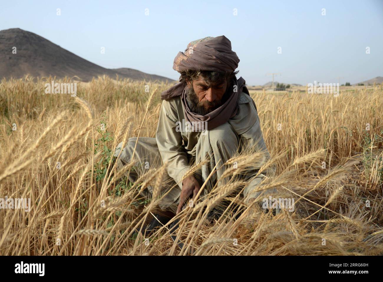 220510 -- KANDAHAR, 10 maggio 2022 -- un agricoltore afghano raccoglie grano nel distretto di Zhari nella provincia di Kandahar, Afghanistan, 9 maggio 2022. Il governo dei talibani ha accelerato i suoi sforzi per risolvere i problemi che affliggono gli agricoltori afghani. Foto di /Xinhua AFGHANISTAN-KANDAHAR-WHEAT-HARVEST SanaullahxSeiam PUBLICATIONxNOTxINxCHN Foto Stock