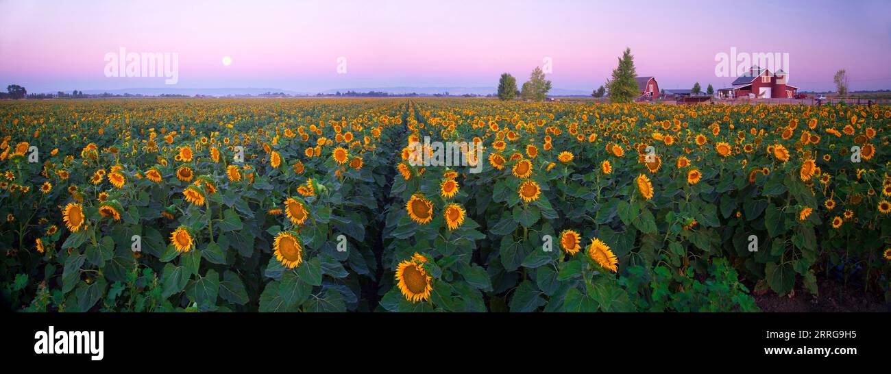 Campo di girasole all'alba a Plainfield, Yolo County, California, USA. Foto Stock