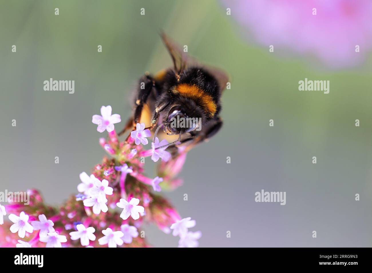 Primo piano di un bumblebee sulla verbena bonariensis con spazio per la copia, Regno Unito Foto Stock