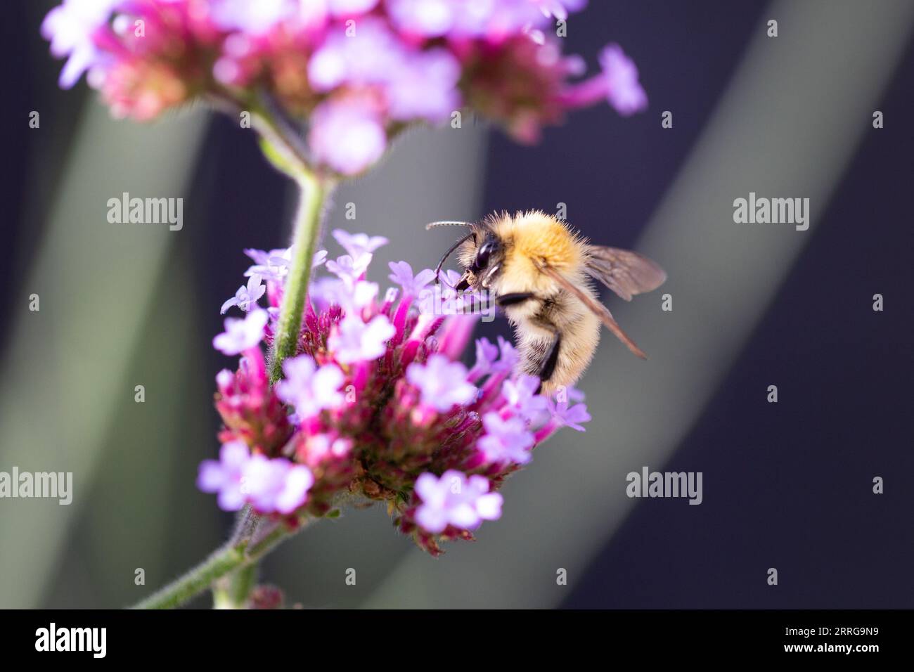 Primo piano di un bumblebee (bombus) sulla verbena bonariensis con spazio per la copia, Regno Unito Foto Stock