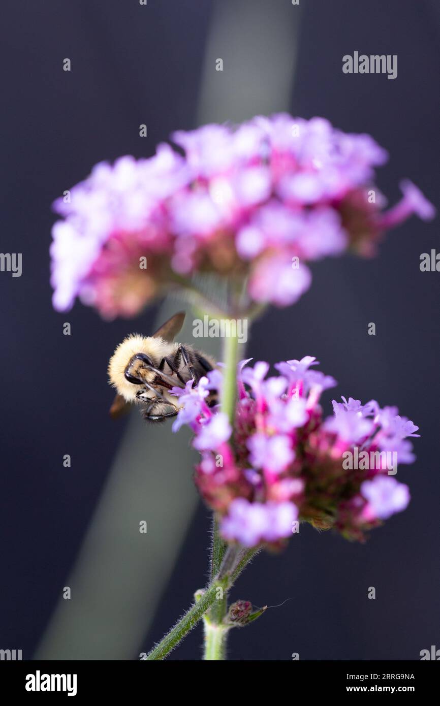 Primo piano di un bumblebee (bombus) sulla verbena bonariensis, Regno Unito Foto Stock