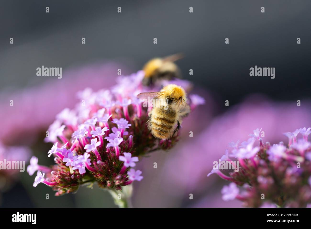 Primo piano di un bumblebee (bombus) sulla verbena bonariensis con spazio per la copia, Regno Unito Foto Stock