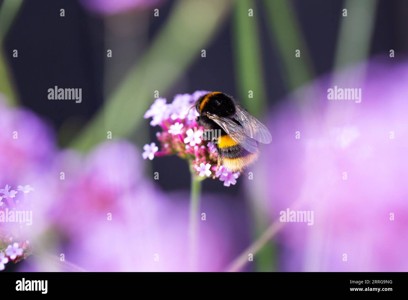 Primo piano di un bumblebee sulla verbena bonariensis con spazio per la copia, Regno Unito Foto Stock