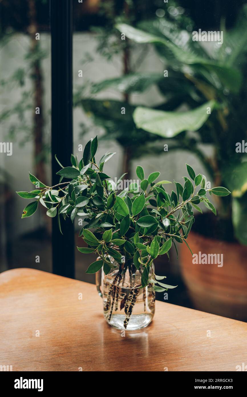 pianta verde in vaso di vetro su un tavolo di legno del caffè Foto Stock