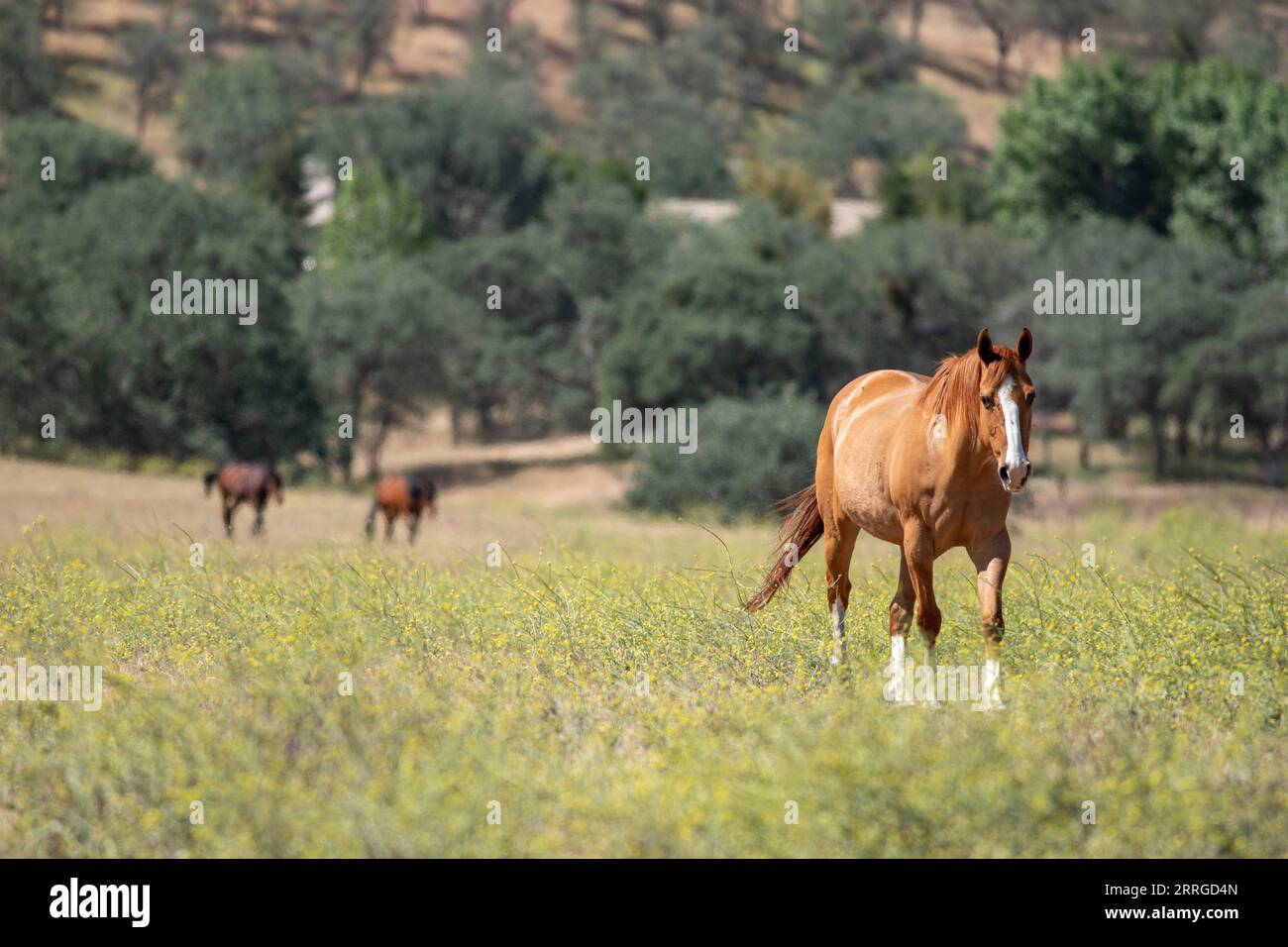 Tre cavalli in avvicinamento alla fioritura Foto Stock