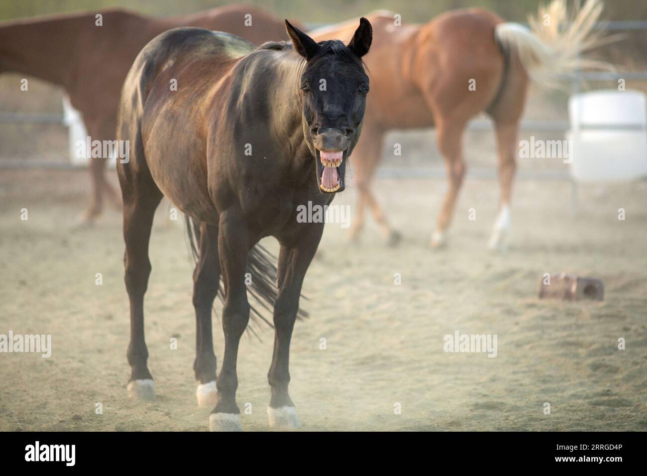 Cavallo nero vicino allo spettatore dal paddock Foto Stock