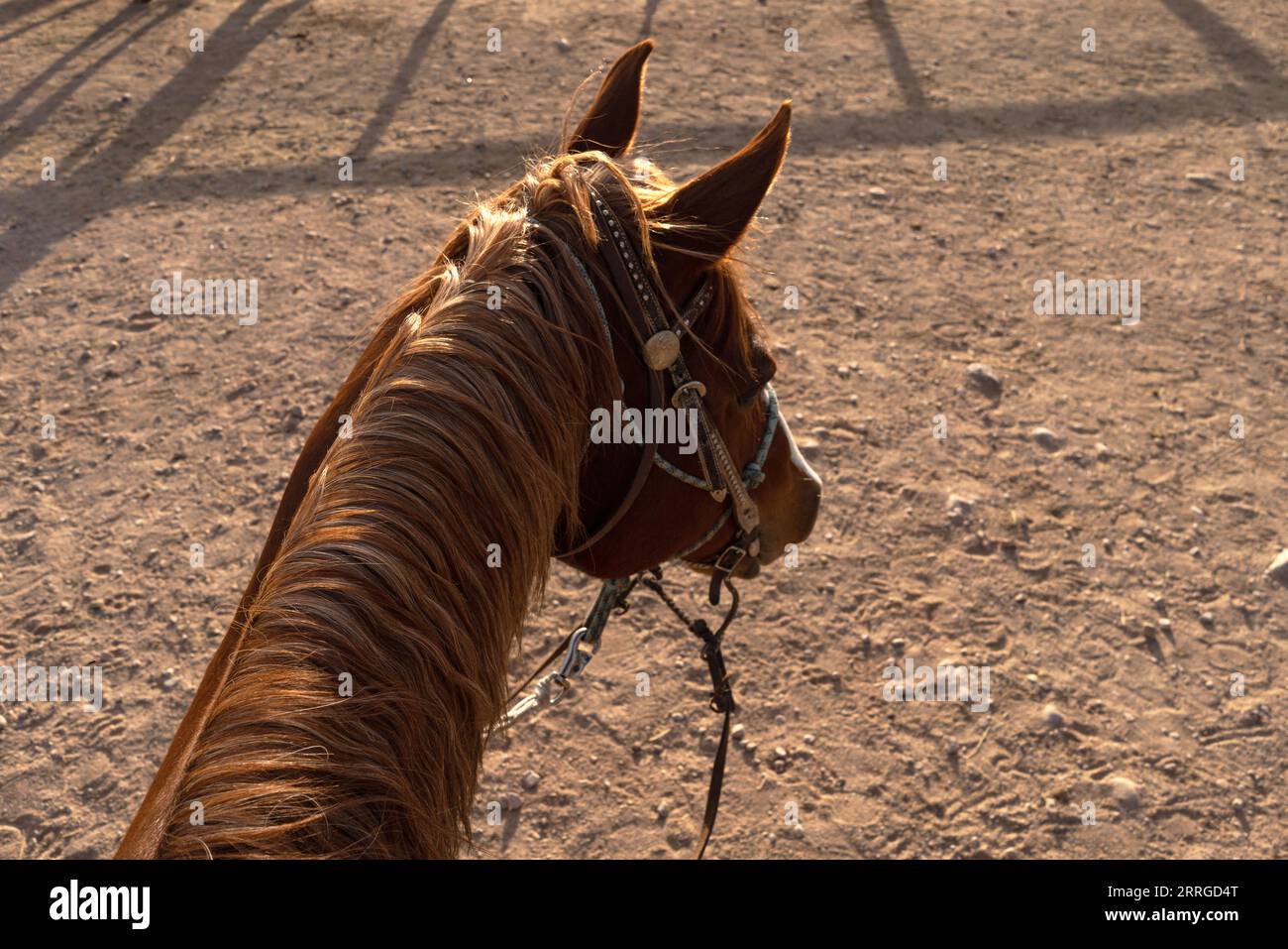 Guardando il cavallo dall'equitazione sul retro del pov Foto Stock