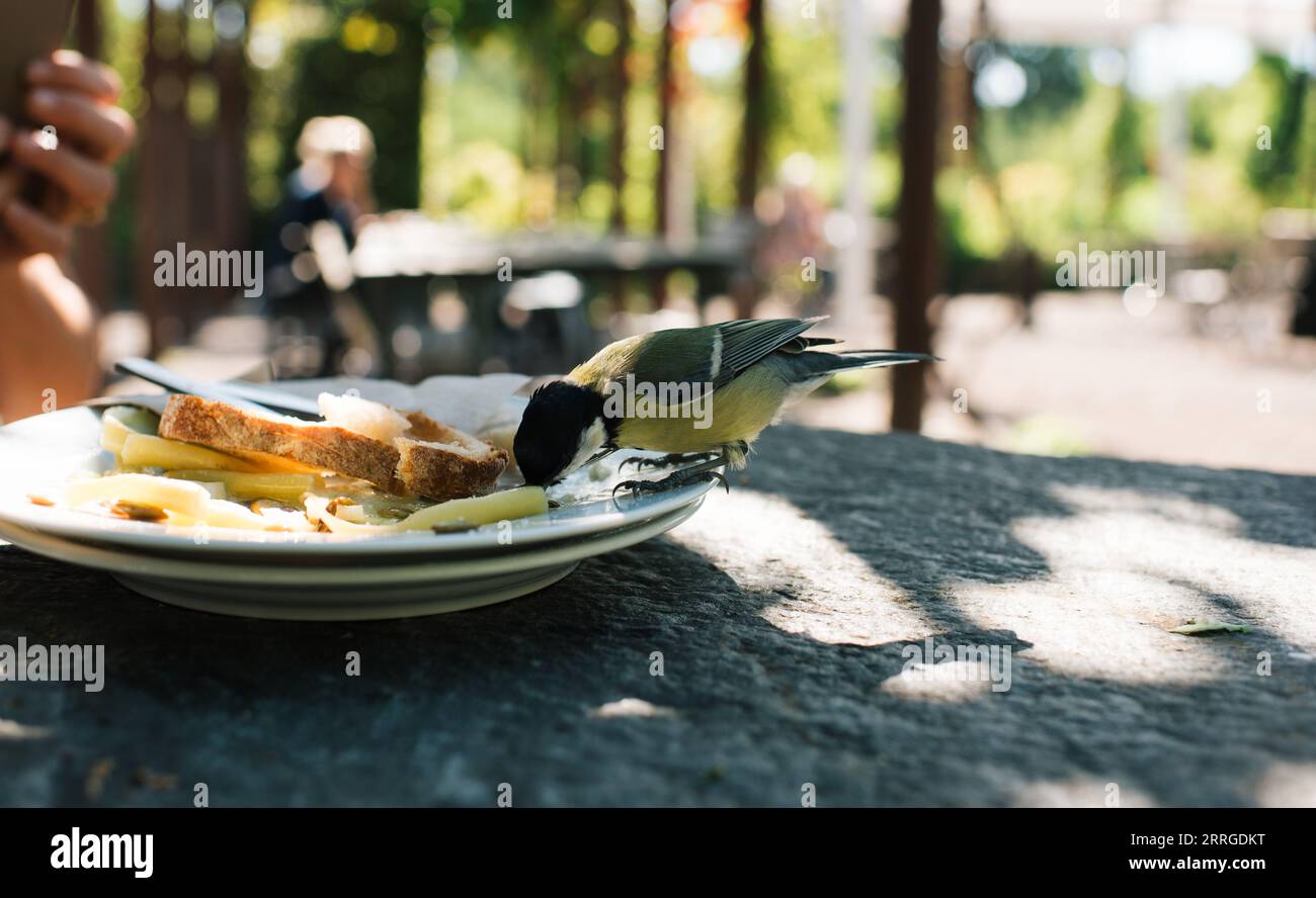 mangiate uccelli da un piatto finito di cibo in un ristorante all'aperto Foto Stock