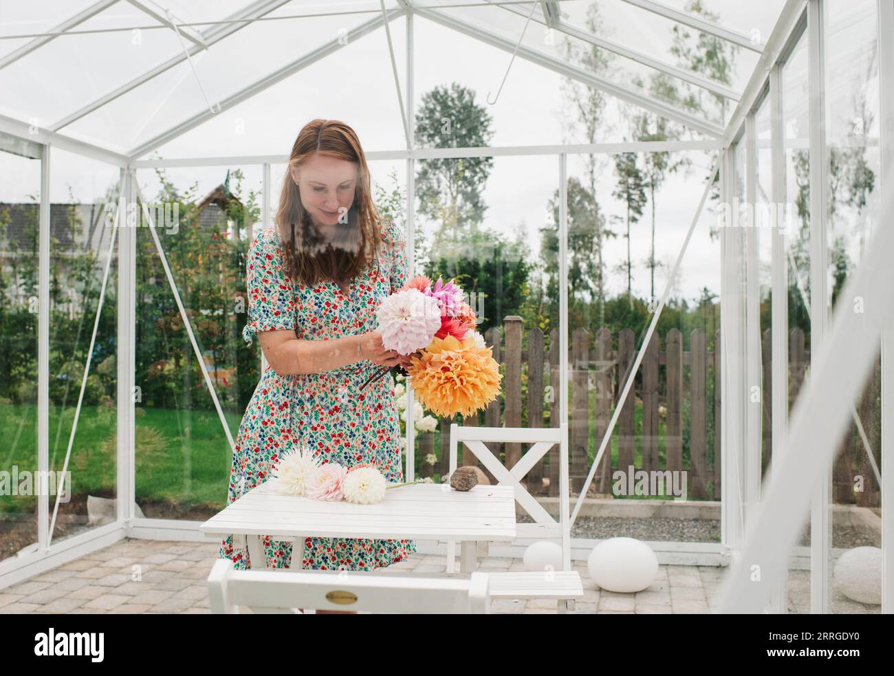 donna che le taglia dahlia nella serra nel suo giardino Foto Stock