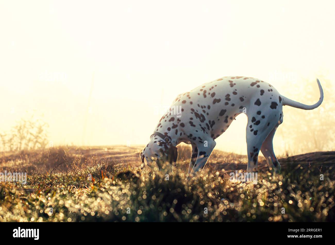 Dalmatian Dog in the Morning Mist 1 Foto Stock