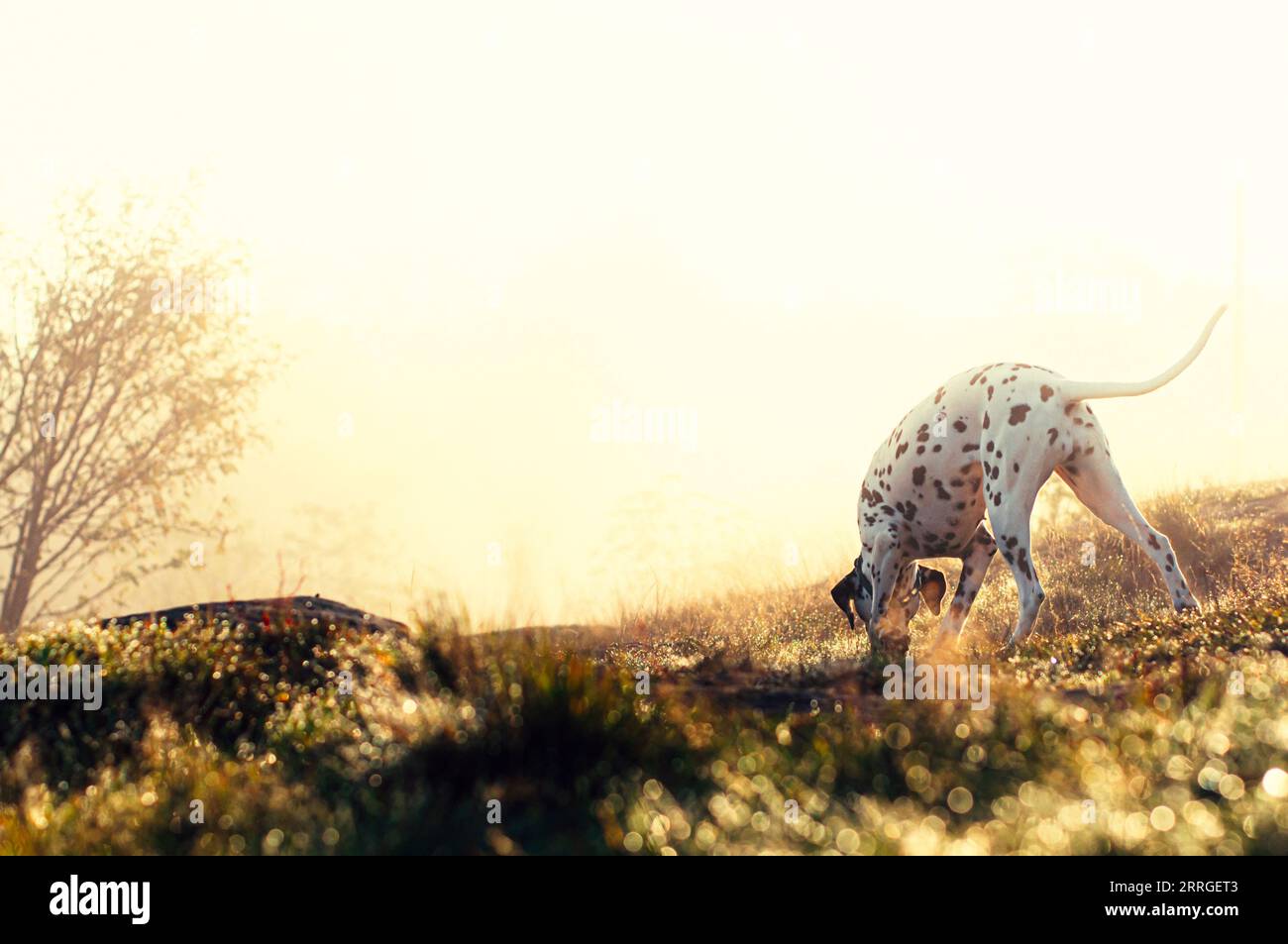 Dalmatian Dog in the Morning Mist 2 Foto Stock