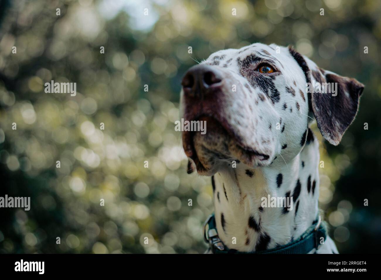 Volto di un cane dalmata Foto Stock