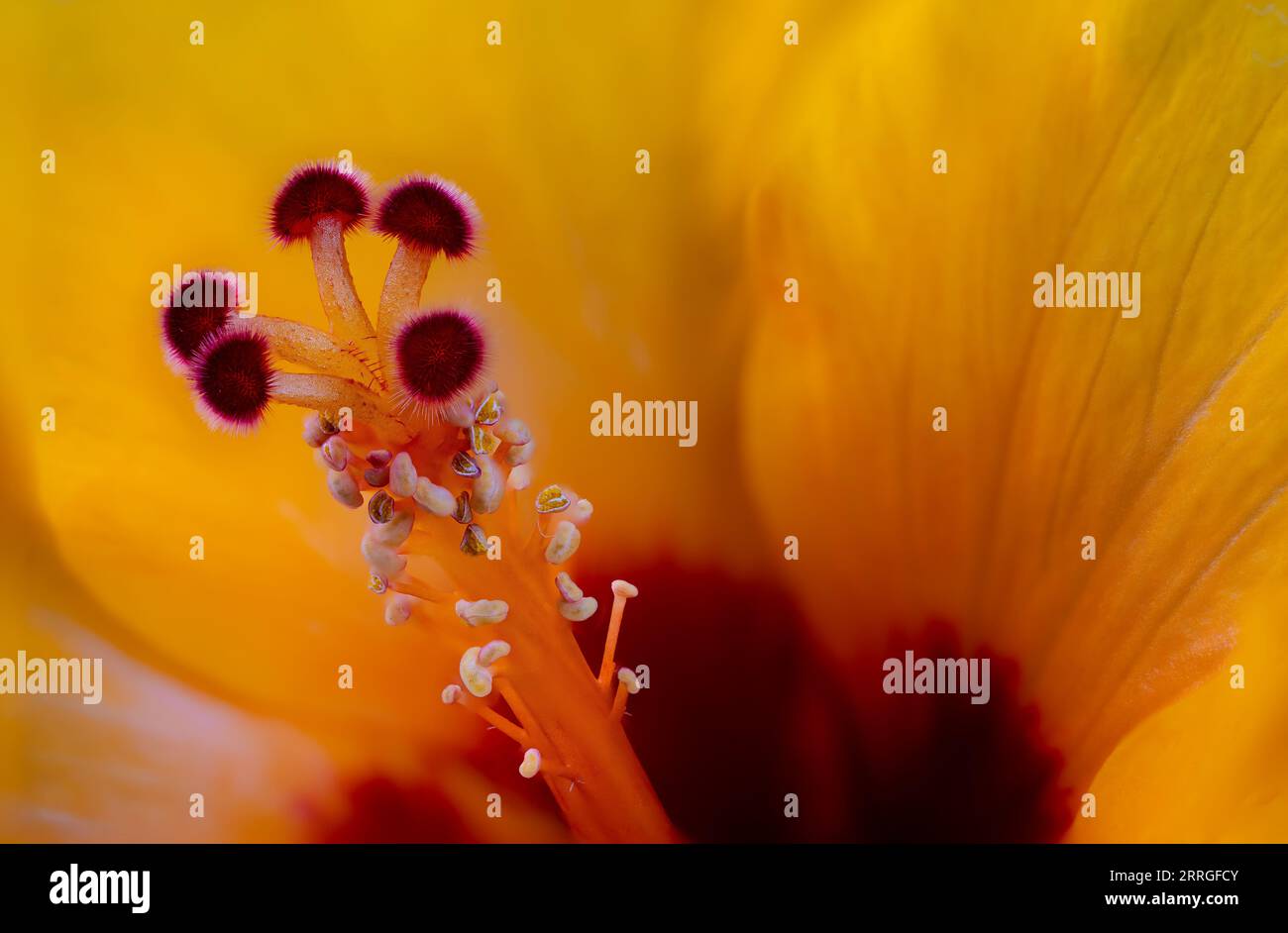 La foto macro estrema dello stigma di un fiore d'ibisco rivela una superficie delicata e appiccicosa punteggiata di grani di polline, e da vicino il suo trasp a spirale Foto Stock