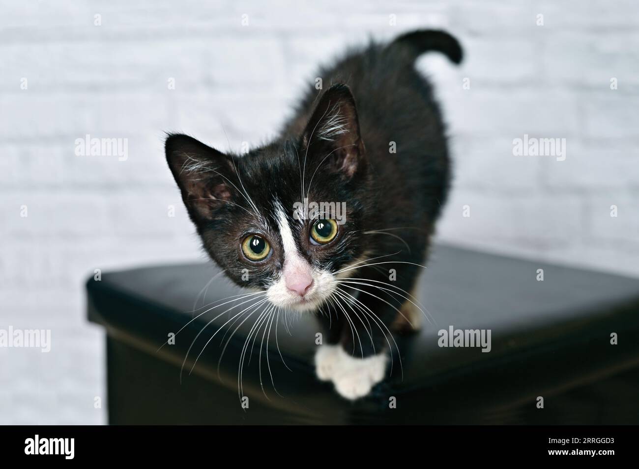 Divertente gattino smoking che guarda curioso alla fotocamera. Immagine orizzontale con messa a fuoco selettiva. Foto Stock