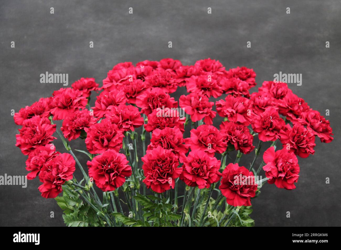 Un'esposizione di teste di fiori di garofano rosso puro. Foto Stock