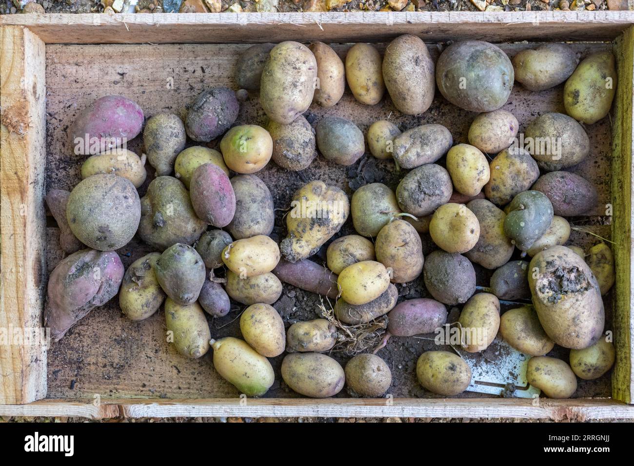 Patate in un vassoio di semi di legno, scatola di semi, giardinaggio vegetale, Regno Unito Foto Stock