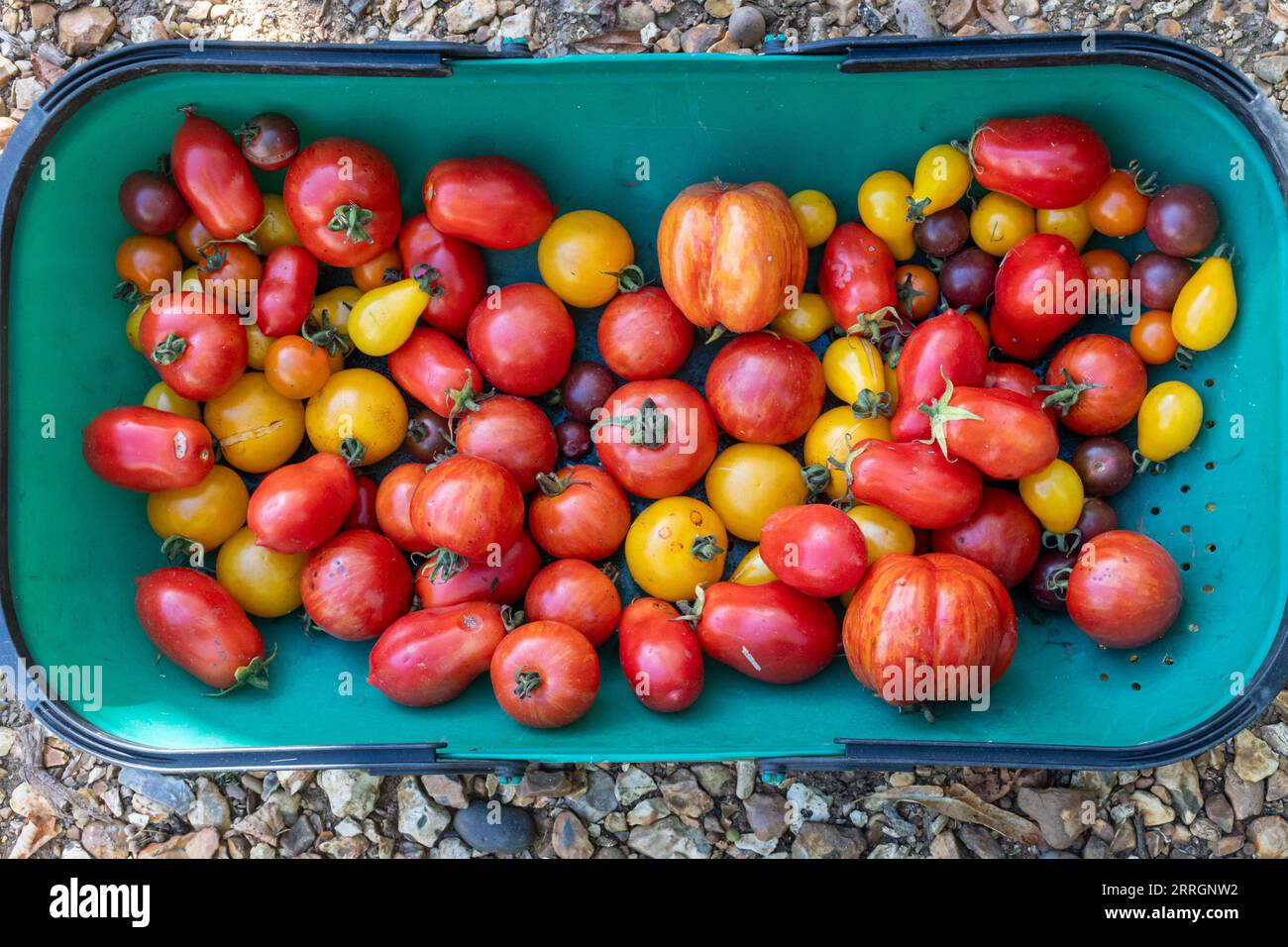 Varietà di pomodori in un tappeto da giardino Foto Stock