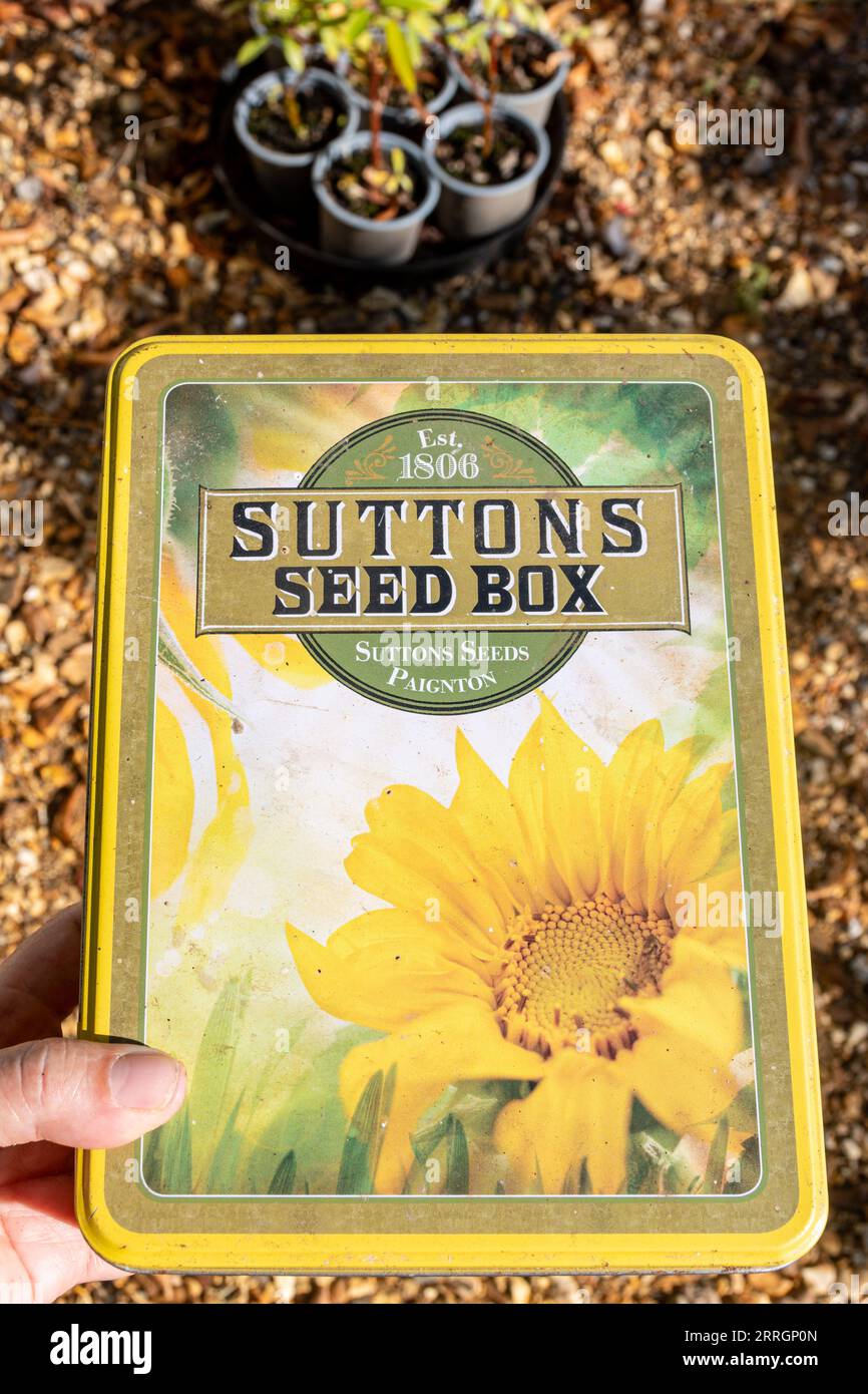 Stagno Old Suttons Seed Box, stagno vintage per la conservazione di pacchetti di semi, Regno Unito Foto Stock