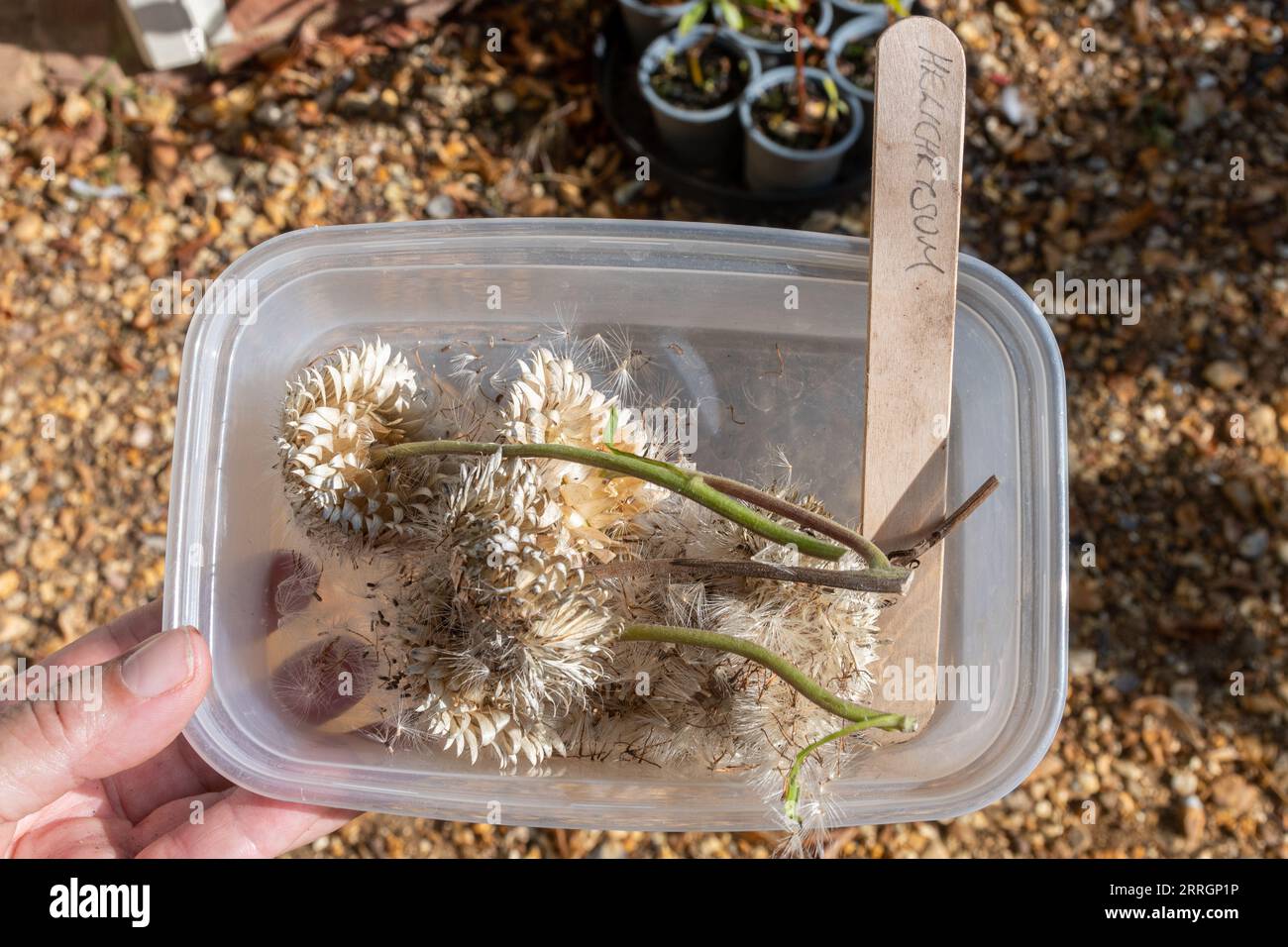 Semi di Helichrysum raccolti da teste di semi di fiori eterni in un contenitore di plastica da essiccare e piantare, Regno Unito Foto Stock