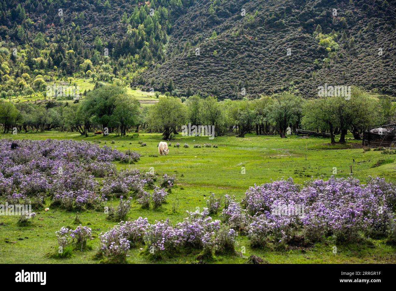 220529 -- SHANGRI-LA, 29 maggio 2022 -- foto scattata il 29 maggio 2022 mostra il paesaggio del Parco Nazionale di Potatso a Shangri-la nella Prefettura Autonoma tibetana di Deqen, nella provincia dello Yunnan della Cina sud-occidentale. CHINA-YUNNAN-SHANGRI-LA-POTATSO NATIONAL PARK-SCENIC CN CAOXMENGYAO PUBLICATIONXNOTXINXCHN Foto Stock