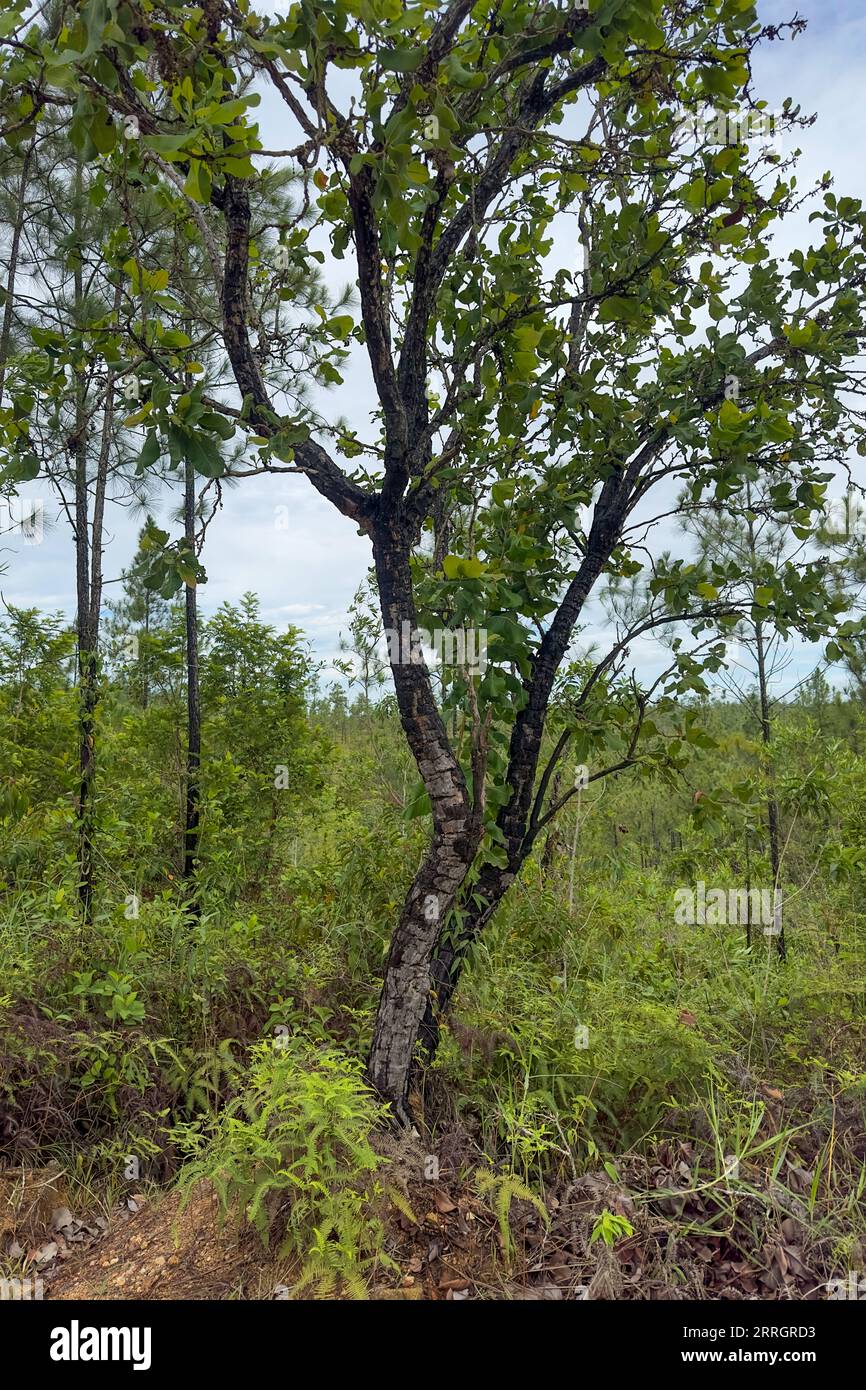 Anacardio selvatico, Anacardium excelsum, nella riserva di Mountain Pine Ridge nel distretto di Cayo, Belize. Foto Stock