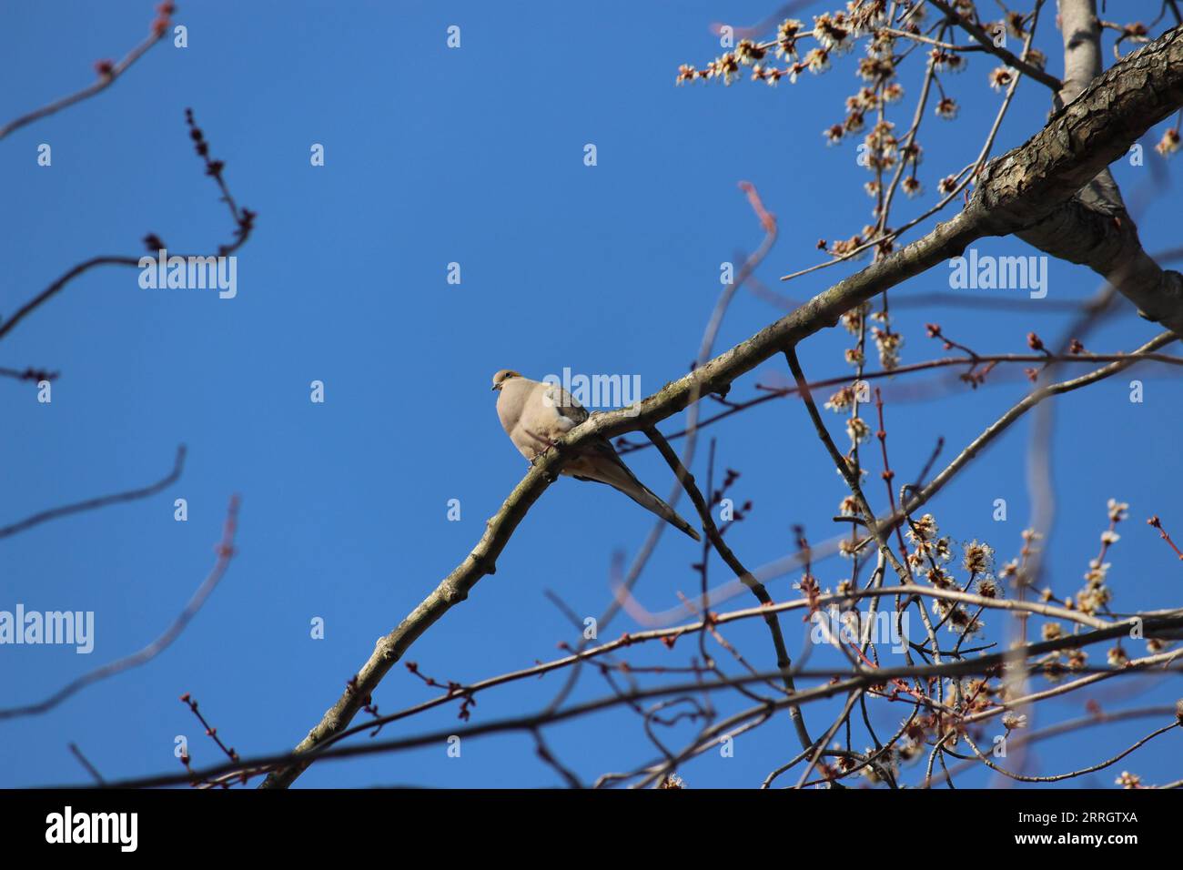 Fauna selvatica nel parco. Foto Stock