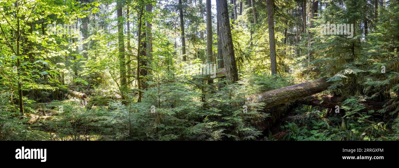 Una bella foto di alberi giganti nelle foreste di Cathedral Grove vicino a Port Alberni, Vancouver Island Foto Stock