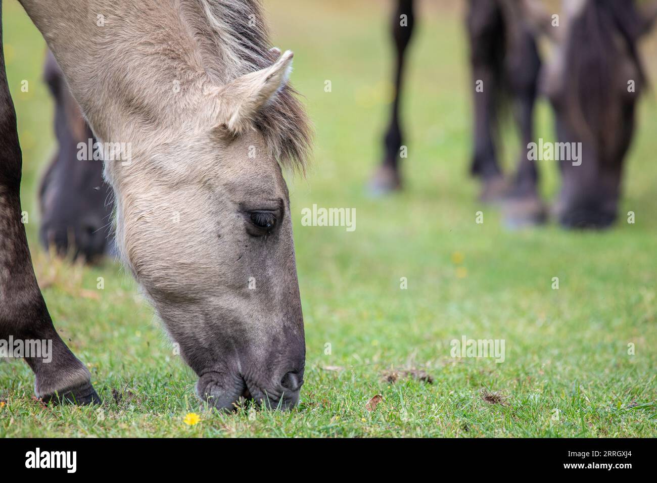 Primo piano di un cavallo selvatico al pascolo - Equus ferus - nella riserva naturale Marielyst Foto Stock