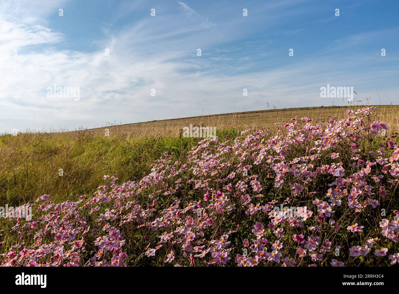 Graziosi fiori di anemone rosa che crescono nella campagna del Sussex con un cielo blu sopra la testa Foto Stock