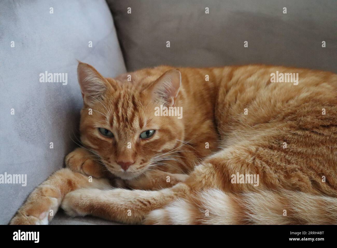 Gatto assonnato arancione tabby Foto Stock