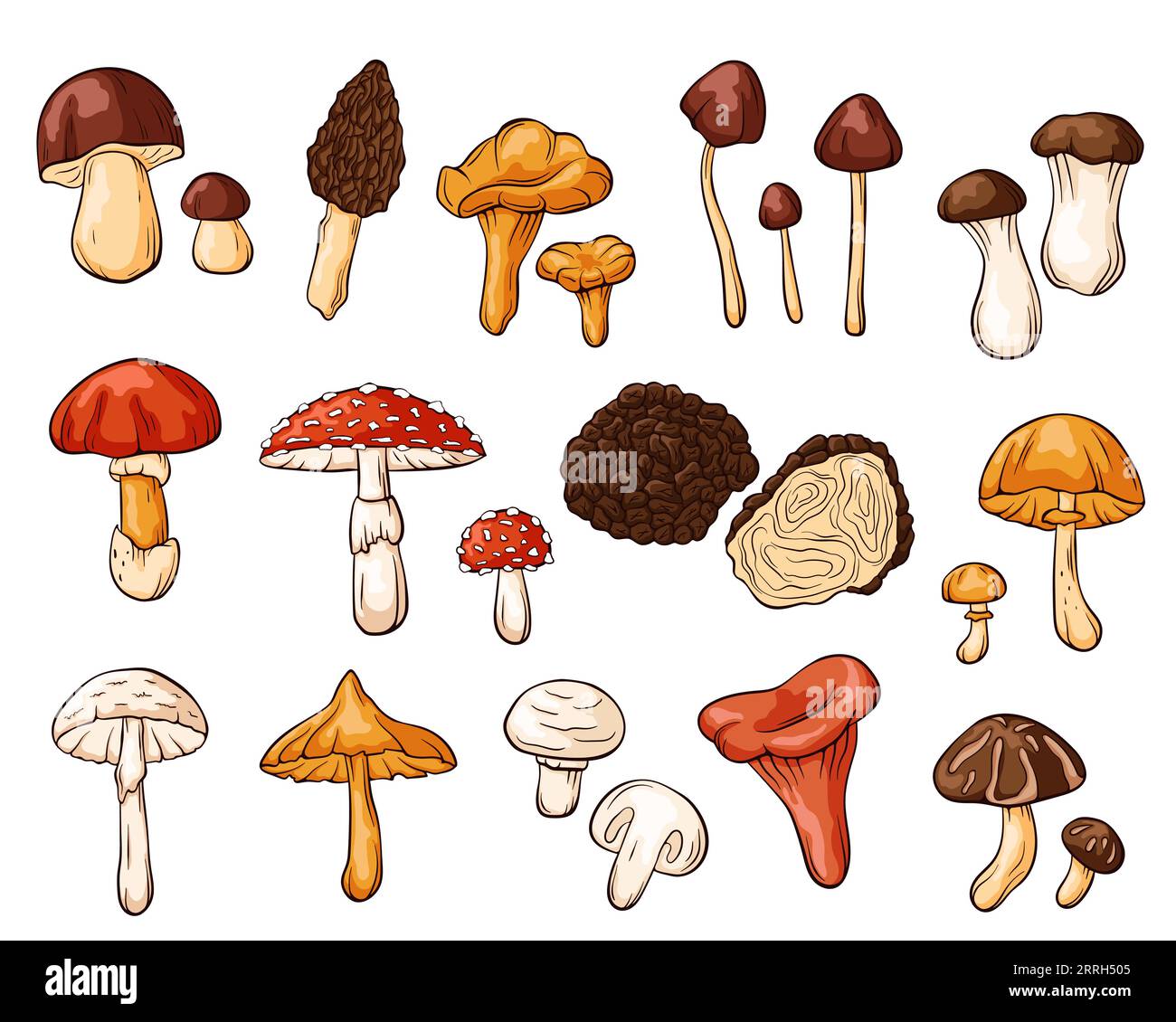 Collezione di funghi commestibili e imcommestibili in stile cartoni animati. Disegni di piante forestali disegnate a mano. Perfetto per ricette, menu, etichetta, icona, confezione. Fungo Illustrazione Vettoriale