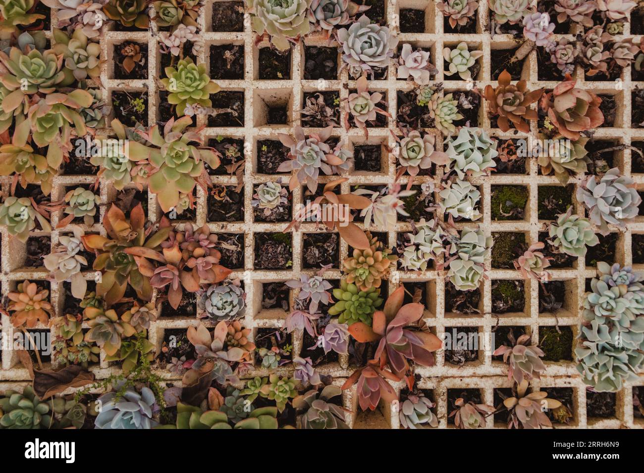 il reimpianto delle succulente è costituito da uno sfondo piatto Foto Stock