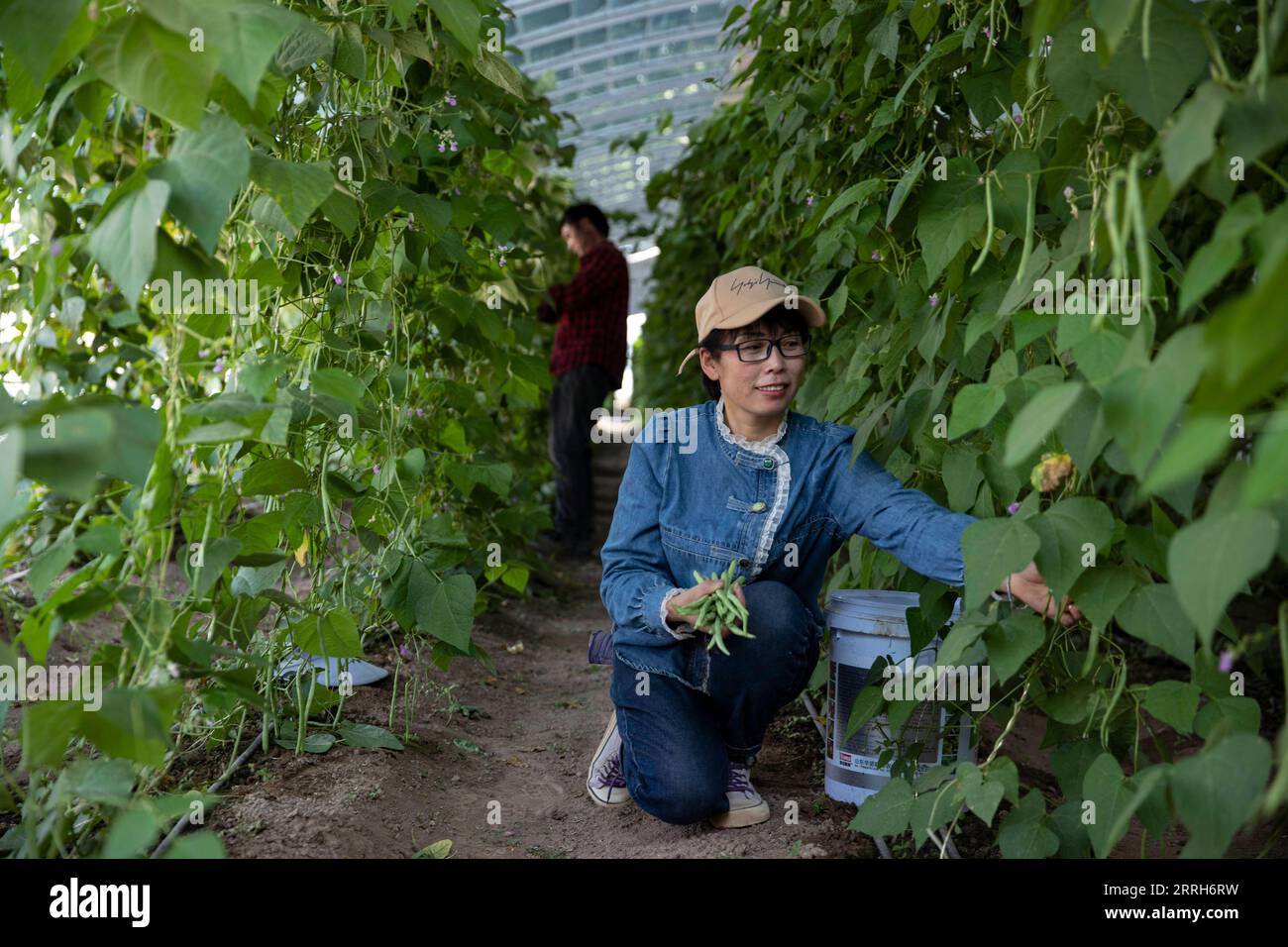 220617 -- YINCHUAN, 17 giugno 2022 -- i lavoratori raccolgono fagioli verdi in una serra di plastica nella riserva ecologica nazionale Baijitan di Lingwu, regione autonoma Ningxia Hui della Cina nord-occidentale, 14 giugno 2022. Grazie a tre generazioni di sforzi dedicati per il controllo della sabbia, è stata creata un'oasi di 42 000 ettari nella riserva ecologica nazionale Baijitan di Lingwu, sul margine sud-occidentale del vasto deserto di Maowusu. L'oasi è ora diventata un'importante barriera protettiva per il sistema ecologico nella Cina nordoccidentale. Al fine di controllare efficacemente il deserto, la gente del posto si è dedicata a de Foto Stock