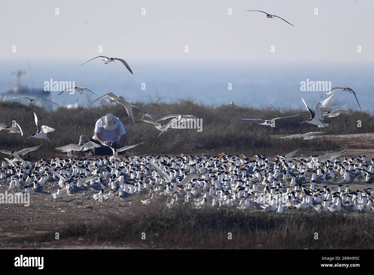 220621 -- KUBBAR ISLAND, 21 giugno 2022 -- la foto scattata il 20 giugno 2022 mostra le terne dalle guance bianche sull'isola Kubbar, Kuwait. Foto di /Xinhua KUWAIT-KUBBAR ISLAND-BIRDS-WHITE-CHEEKED TERN GhazyxQaffaf PUBLICATIONxNOTxINxCHN Foto Stock