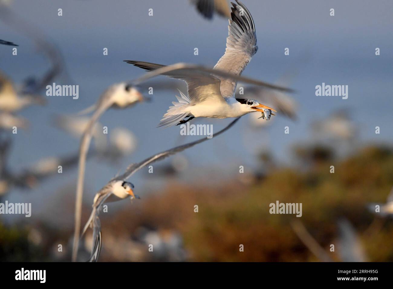 220621 -- KUBBAR ISLAND, 21 giugno 2022 -- la foto scattata il 20 giugno 2022 mostra le terne dalle guance bianche sull'isola Kubbar, Kuwait. Foto di /Xinhua KUWAIT-KUBBAR ISLAND-BIRDS-WHITE-CHEEKED TERN GhazyxQaffaf PUBLICATIONxNOTxINxCHN Foto Stock