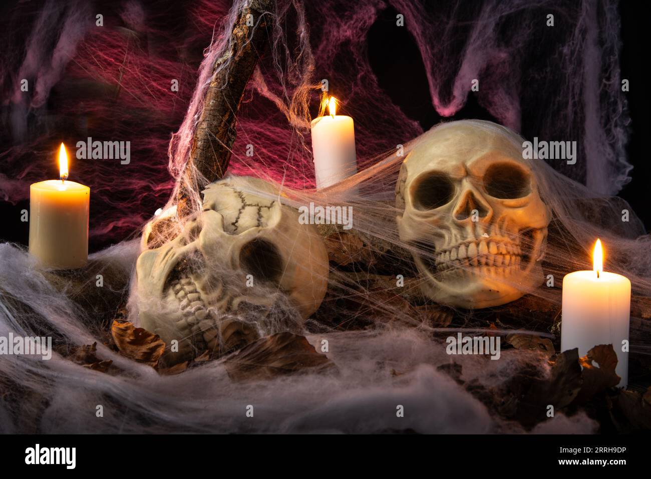 Una natura morta di halloween composta da 2 teschi umani ricoperti di ragnatele Foto Stock