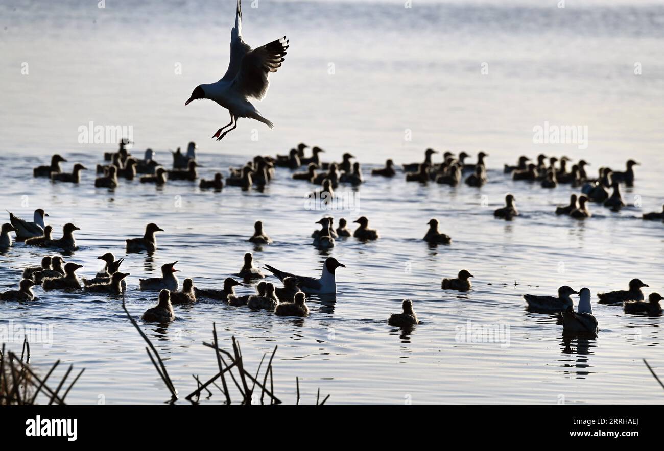 220623 -- SHENMU, 23 giugno 2022 -- un gabbiano relitto adulto larus relictus si prepara ad atterrare sull'acqua nella riserva naturale nazionale di Hongjiannao a Shenmu, nella provincia dello Shaanxi della Cina nordoccidentale, 23 giugno 2022. Più di 10.000 gull relict stanno imparando abilità di sopravvivenza come nuotare, foraggiarsi e volare nella riserva naturale nazionale di Hongjiannao. Il gabbiano relitto è sotto protezione nazionale di prima classe in Cina. CHINA-SHAANXI-SHENMU-HONGJIANNAO WETLAND-RELICT GULLS-BREEDING CN TAOXMING PUBLICATIONXNOTXINXCHN Foto Stock