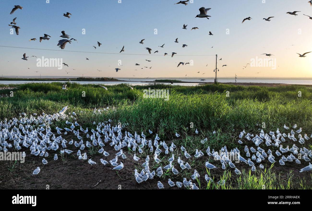 220623 -- SHENMU, 23 giugno 2022 -- foto aerea scattata il 23 giugno 2022 mostra una colonia di gabbiani relitti larus relictus nella riserva naturale nazionale di Hongjiannao a Shenmu, nella provincia dello Shaanxi della Cina nordoccidentale. Più di 10.000 gull relict stanno imparando abilità di sopravvivenza come nuotare, foraggiarsi e volare nella riserva naturale nazionale di Hongjiannao. Il gabbiano relitto è sotto protezione nazionale di prima classe in Cina. CHINA-SHAANXI-SHENMU-HONGJIANNAO WETLAND-RELICT GULLS-BREEDING CN TAOXMING PUBLICATIONXNOTXINXCHN Foto Stock