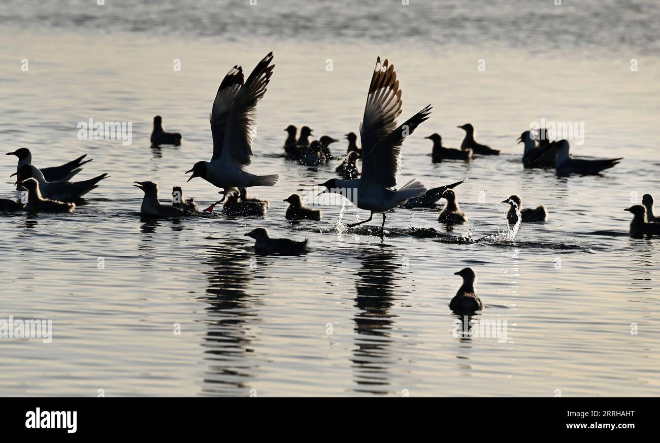 220623 -- SHENMU, 23 giugno 2022 -- i pulcini relict Gull larus relictus sono addestrati a nuotare nel lago della riserva naturale nazionale di Hongjiannao a Shenmu, nella provincia dello Shaanxi della Cina nord-occidentale, 23 giugno 2022. Più di 10.000 gull relict stanno imparando abilità di sopravvivenza come nuotare, foraggiarsi e volare nella riserva naturale nazionale di Hongjiannao. Il gabbiano relitto è sotto protezione nazionale di prima classe in Cina. CHINA-SHAANXI-SHENMU-HONGJIANNAO WETLAND-RELICT GULLS-BREEDING CN TAOXMING PUBLICATIONXNOTXINXCHN Foto Stock