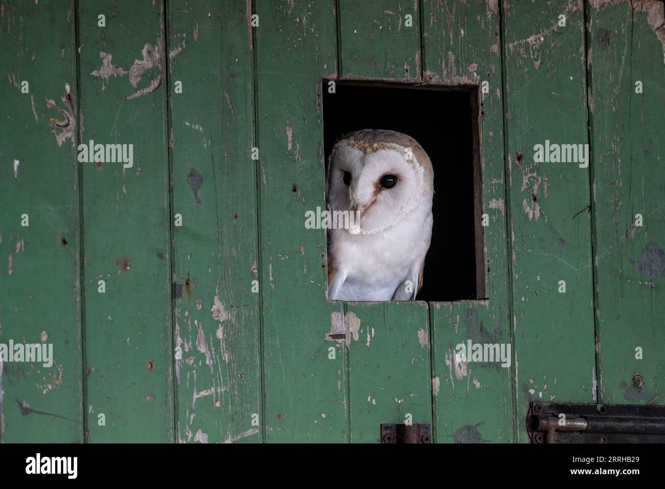 Barn Owl Tyto alba sbircia attraverso una porta stabile presa in condizioni controllate nello Yorkshire, Regno Unito Foto Stock