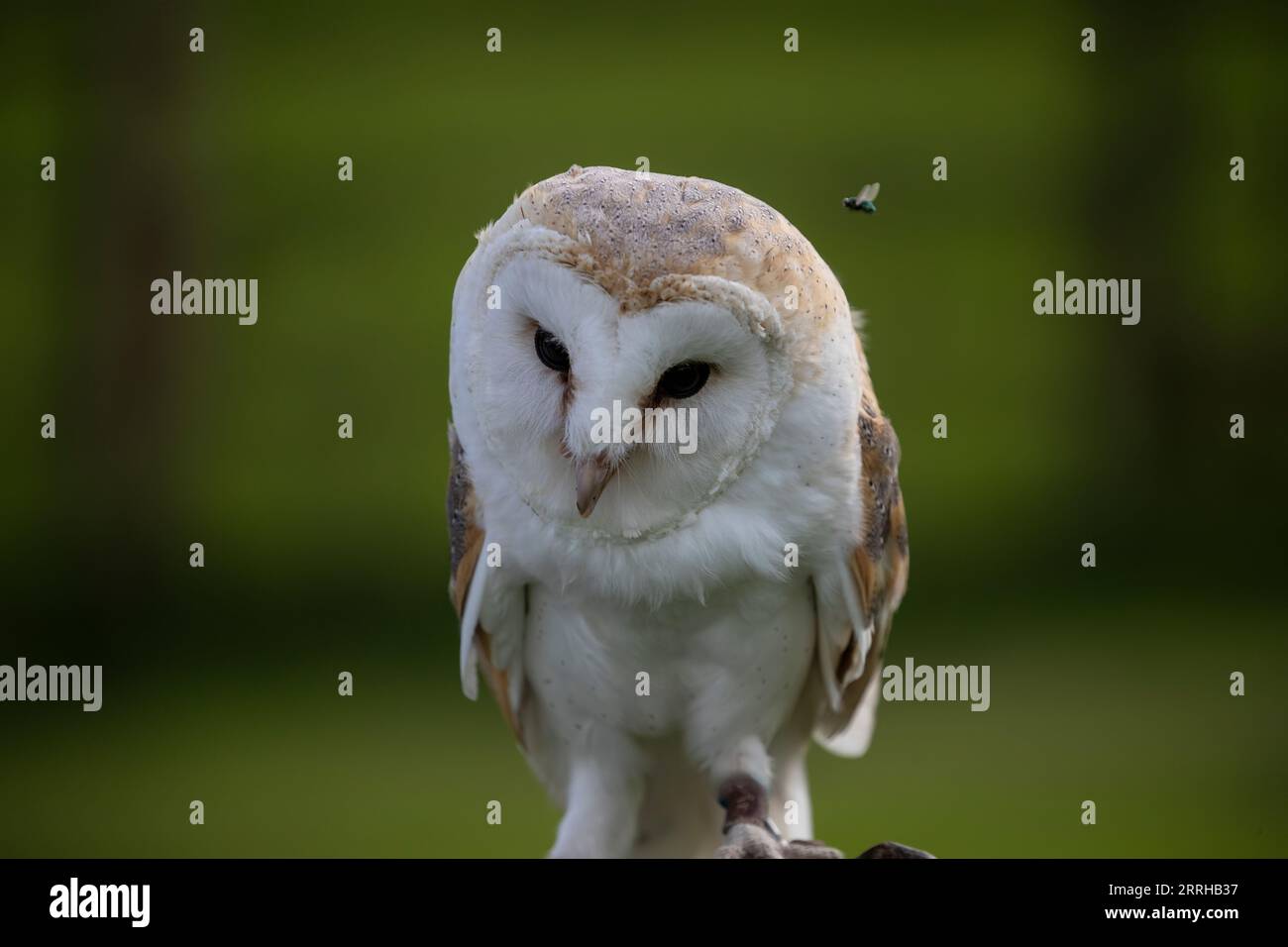Ritratto ravvicinato di un Barn Owl tyto alba con una mosca sopra la testa scattata in condizioni controllate nello Yorkshire, Regno Unito Foto Stock