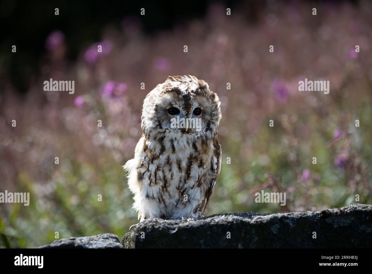 Tawny Owl (Strix aluco) seduto su un muro di pietra di fronte a un tappeto di fiori selvatici estivi presi in condizioni controllate Foto Stock