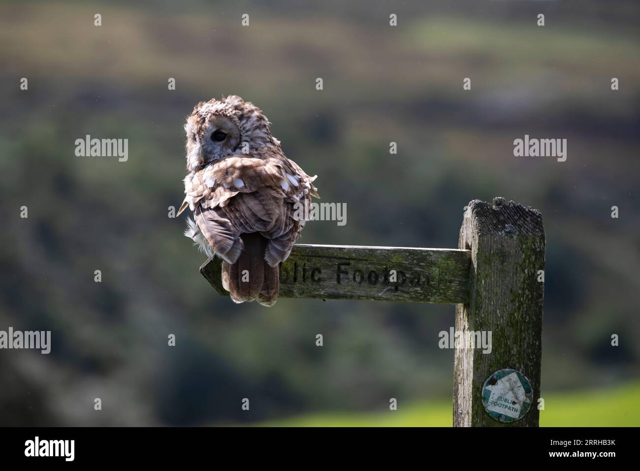 Tawny Owl (Strix aluco) appollaiato su un segnale di sentiero pubblico e preso in condizioni controllate Foto Stock