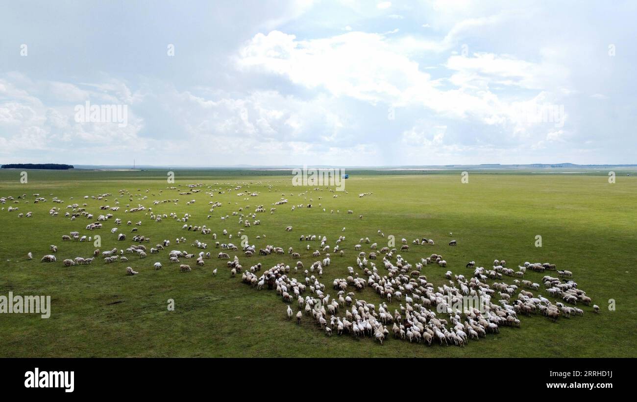 220626 -- HULUN BUIR, 26 giugno 2022 -- foto aerea scattata il 26 giugno 2022 mostra una mandria di pecore sul pascolo estivo a Xin Barag Zuoqi della città di Hulun Buir, nella regione autonoma della Mongolia interna della Cina settentrionale. CINA-INTERNA MONGOLIA-HULUN BUIR-PASCOLO ESTIVO CN BEIXHE PUBLICATIONXNOTXINXCHN Foto Stock