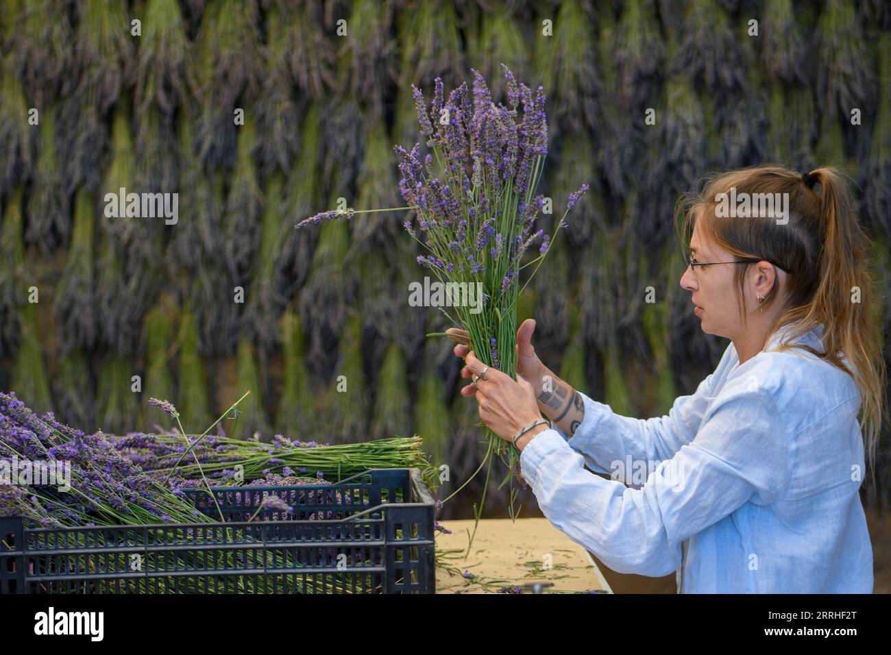 220628 -- ALTURE DEL GOLAN, 28 giugno 2022 -- Una donna sguazza di fiori di lavanda Kibbutz Ein Zivan nelle alture del Golan occupate da Israele, il 28 giugno 2022. Via Xinhua MIDEAST-GOLAN ALTURE-RACCOLTA DI LAVANDA AyalxMargolin/JINI PUBLICATIONxNOTxINxCHN Foto Stock