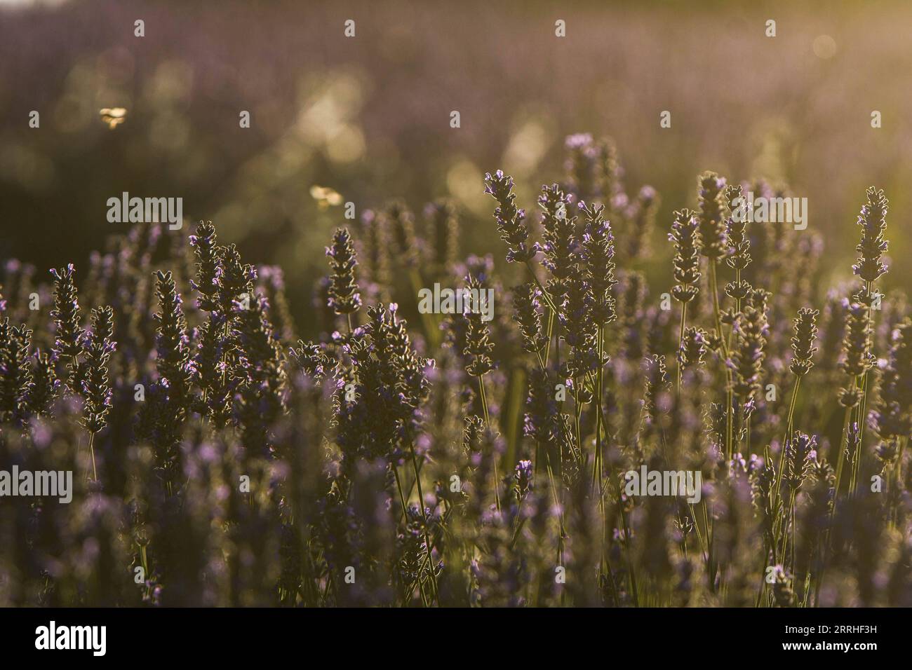 220628 -- GOLAN HEIGHTS, 28 giugno 2022 -- foto scattata il 28 giugno 2022 mostra la fioritura di lavanda Kibbutz Ein Zivan nelle alture del Golan occupate da Israele. Via Xinhua MIDEAST-GOLAN ALTURE-RACCOLTA DI LAVANDA AyalxMargolin/JINI PUBLICATIONxNOTxINxCHN Foto Stock